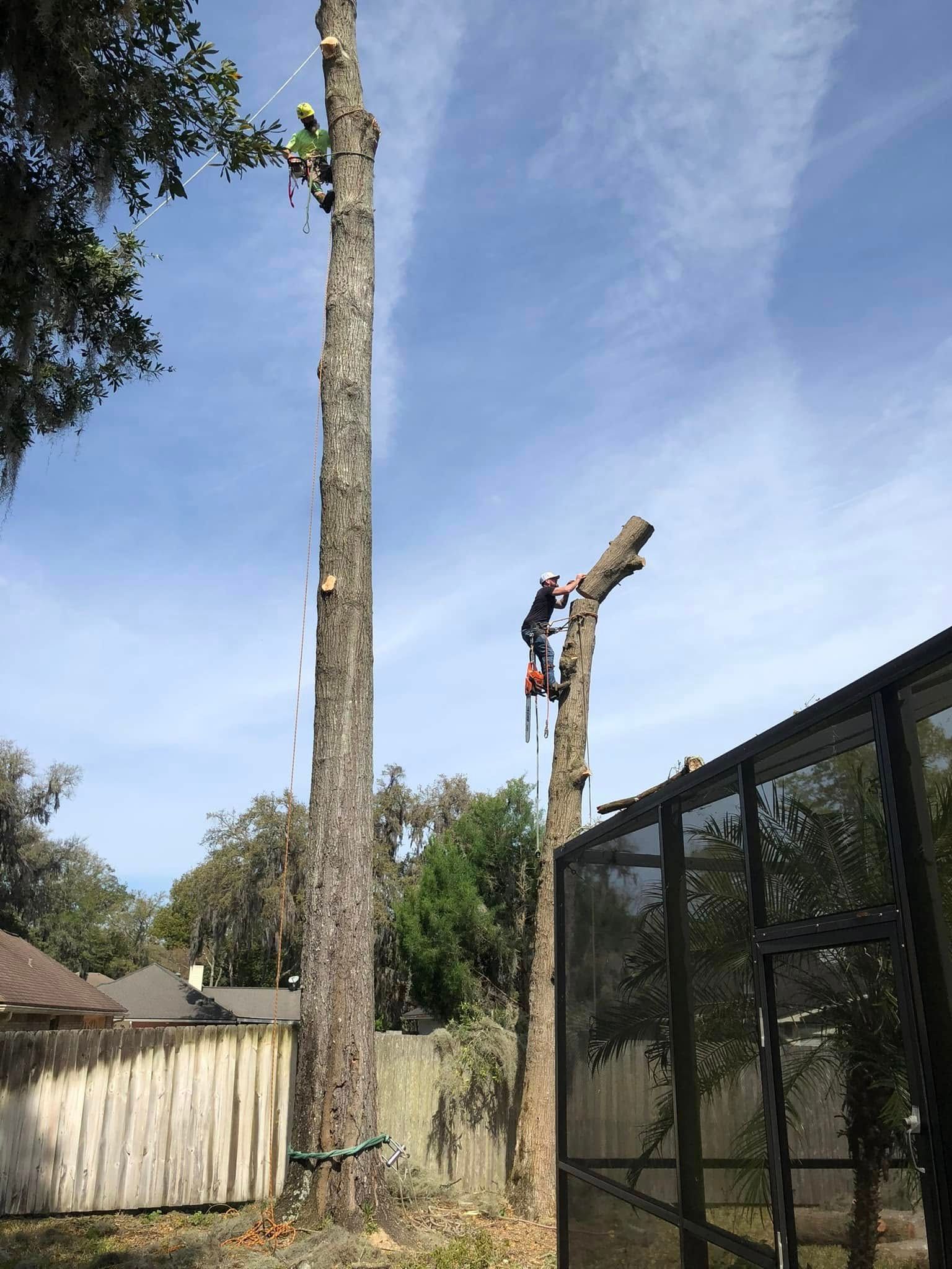 Worker cutting a tall tree beside a glass fence under a blue sky.
