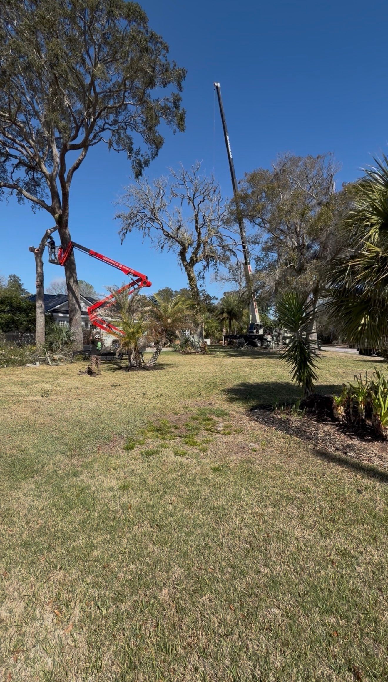 Sunny park lawn with tall trees and a red arrow pointing to a branch on the left.