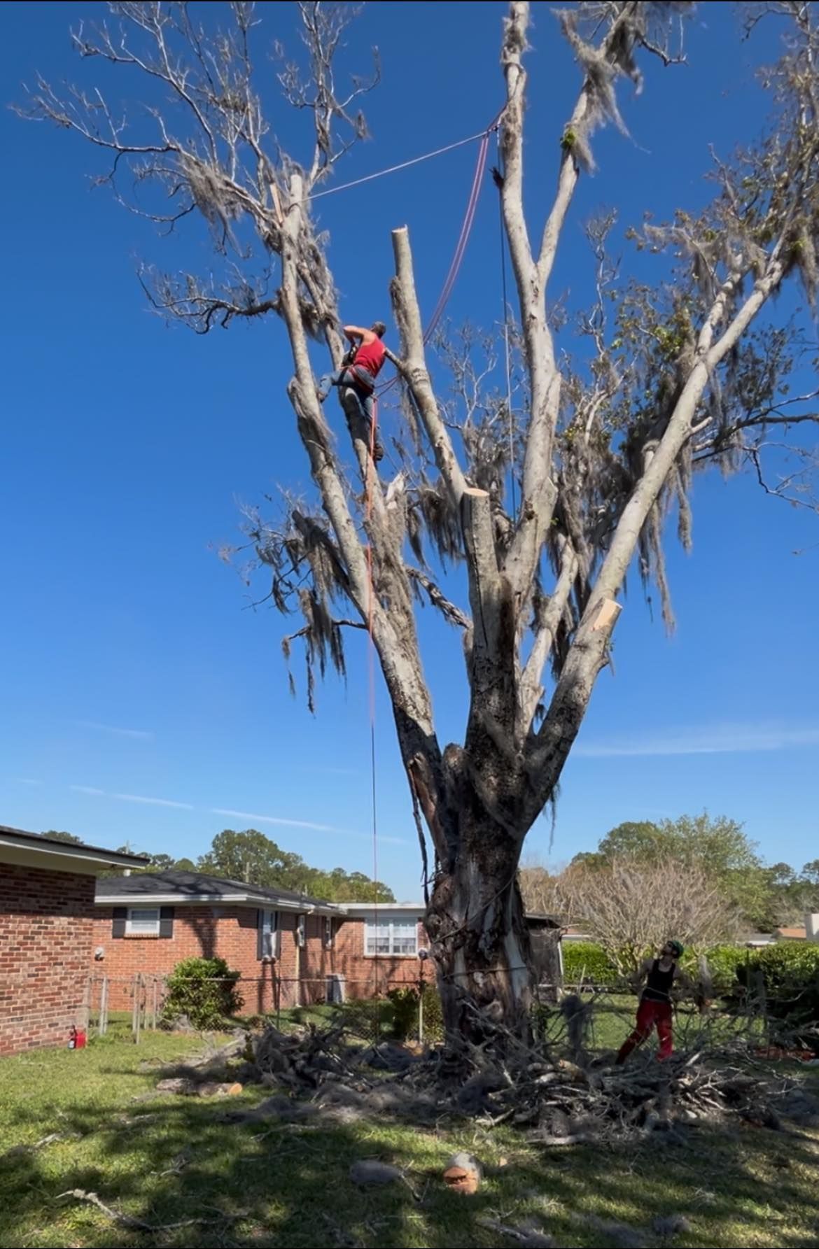 Worker pruning a tall tree beside a brick house on a clear blue day.