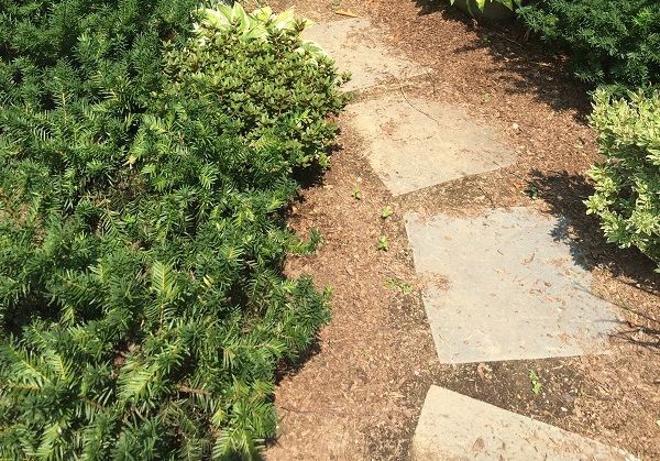 A stone walkway surrounded by trees and bushes in a garden.
