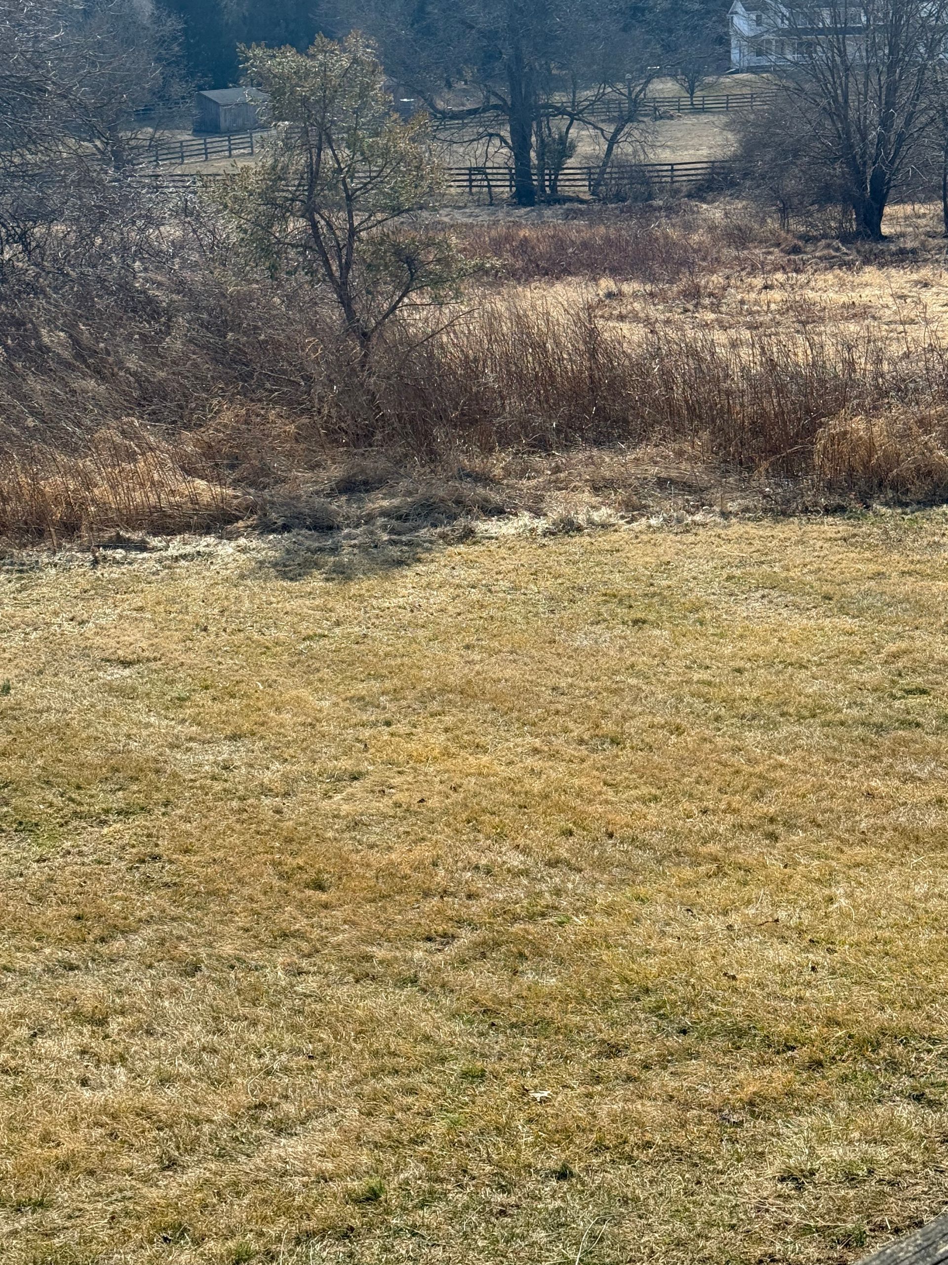 A field of dry grass with trees in the background.