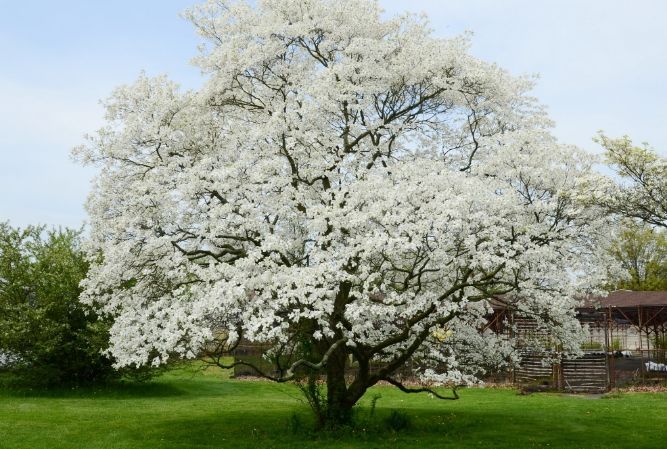 White-blossomed tree in a green yard with a house and fence in the background