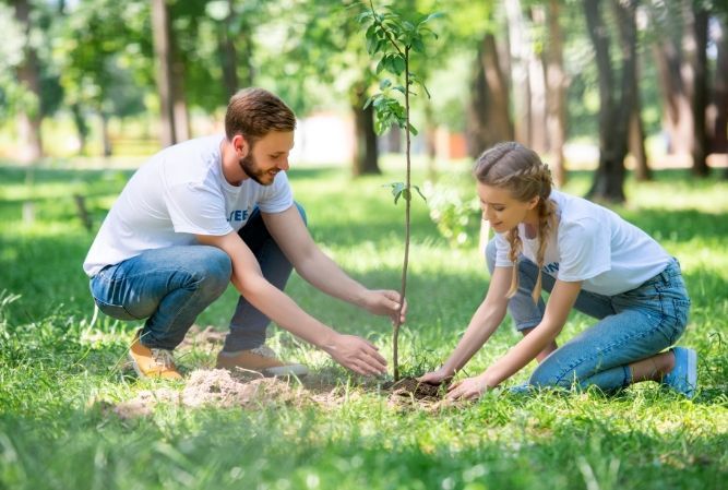 Two people kneeling in a sunny park, planting a young tree together
