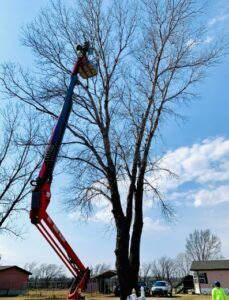 Red boom lift trimming tall trees beside a house under a blue sky.