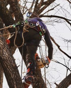 Person climbing a tree with safety ropes and gear, viewed from below