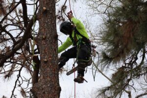 Tree worker in a bright green jacket climbing with ropes among pine branches