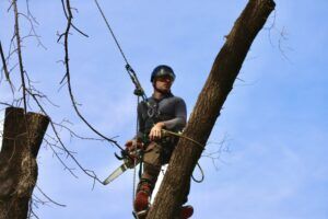 Person in climbing gear suspended between tree trunks against a blue sky