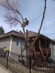 Two arborists trimming a large tree beside a house and fence