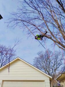 Person in a green jacket climbing a tree above a house roof.