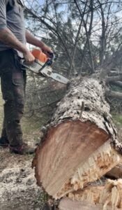 Person using a chainsaw to cut a fallen tree trunk outdoors