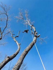 Tree climber suspended on a rope high in a bare tree against a blue sky
