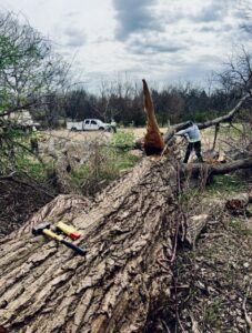 Uprooted tree lying across a field while a person uses a chainsaw near a broken trunk