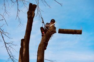 Person sitting on a tall tree branch against a blue sky