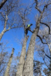 Person in a green jacket climbing a tall tree against a clear blue sky