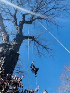 Two people on a rope swing descending beside a tall tree against a blue sky