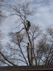 Workers in a leafless tree, trimming or removing branches against a gray sky.