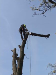 Tree trimmer standing on a cut tree trunk, working with ropes against a blue sky.