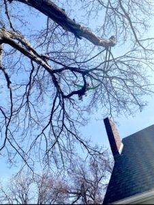Person climbing a bare tree branch beside a house under a blue sky