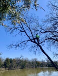 Person in a bright green jacket climbing a tree by a calm lake under a blue sky