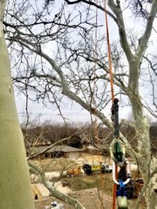 Person on a rope among bare tree branches in a backyard, with a house in the background