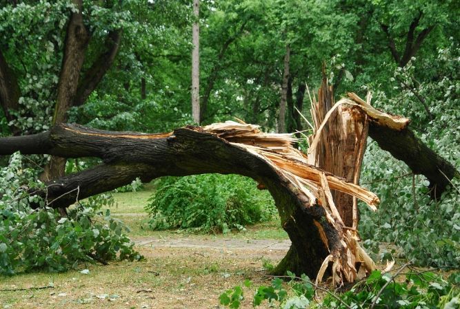 Broken tree trunk split in a green wooded area, with fallen branches and debris on the ground