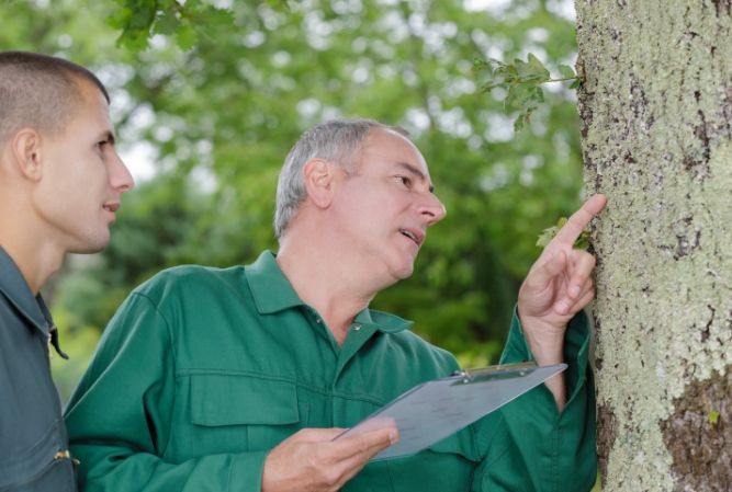 Two workers in green uniforms inspecting a tree trunk outdoors with a clipboard