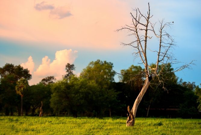 Lone dead tree in a green field at sunset with pink clouds and a blue sky