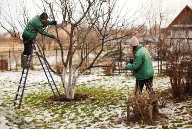 Two people trimming bare trees in a snowy backyard, one standing on a ladder