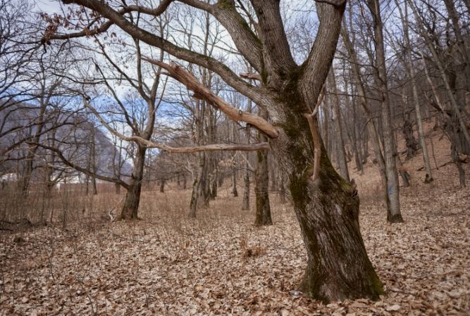 Leaf-covered woodland with bare trees and a rocky hillside in the background