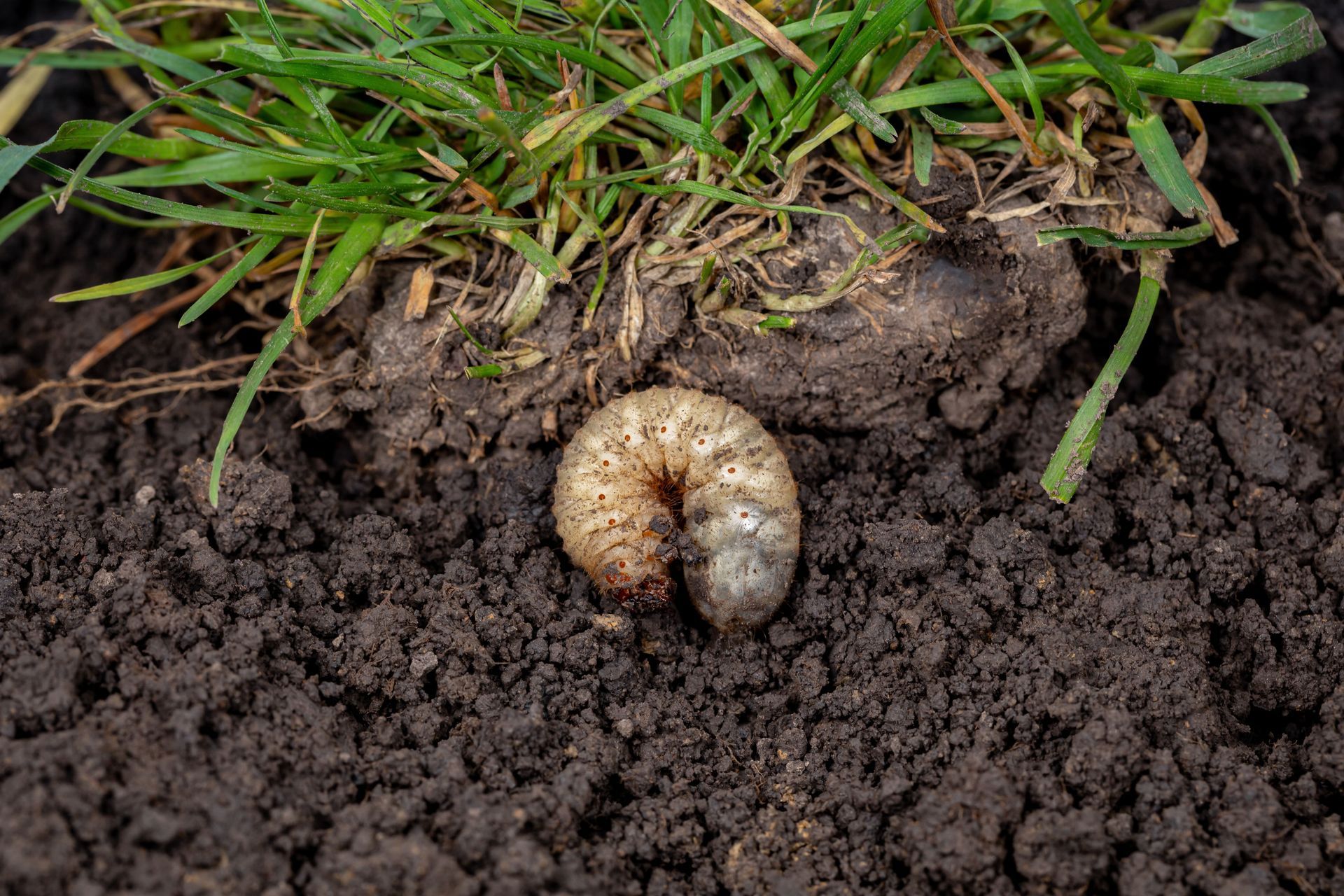 Close-up of a white grub in dark soil beside green grass blades