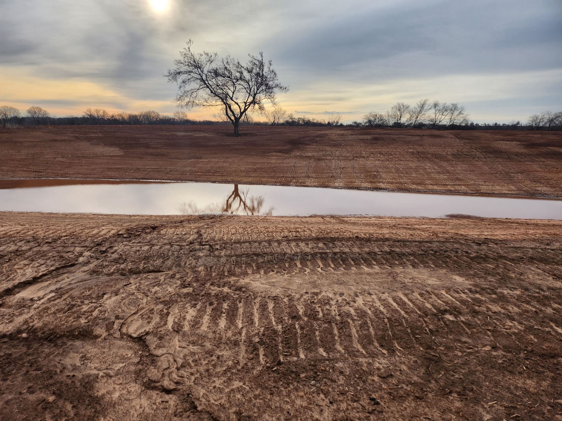A tree is reflected in a puddle of water in a field