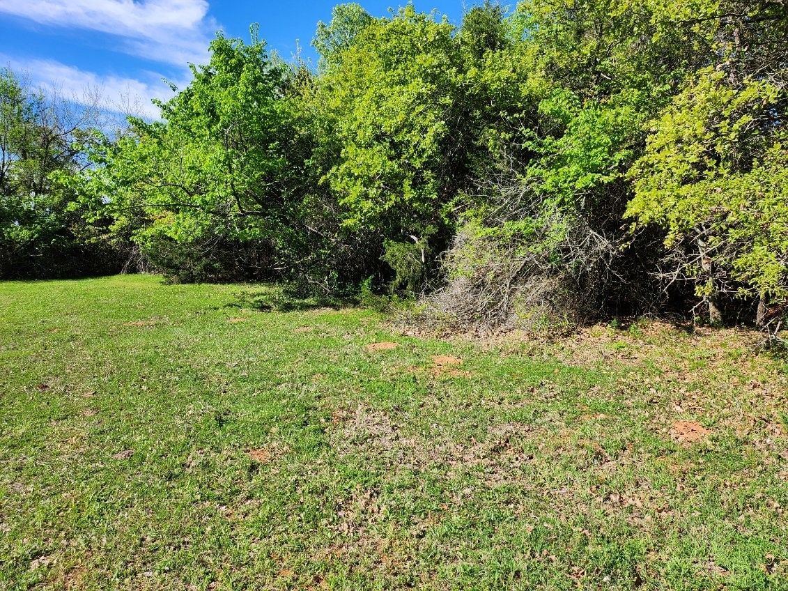 A grassy field with trees in the background on a sunny day.