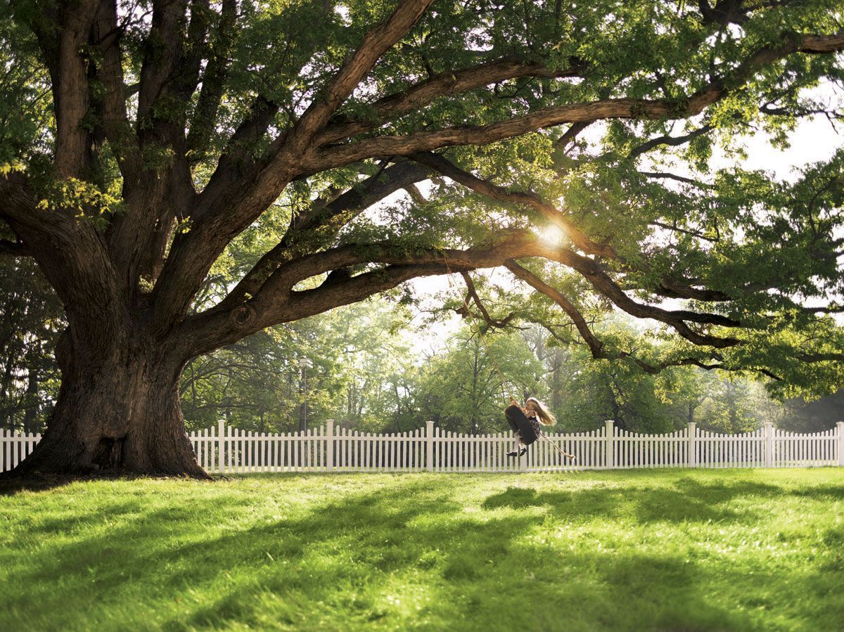 Large tree in a sunny park with a white fence and a person walking on green grass