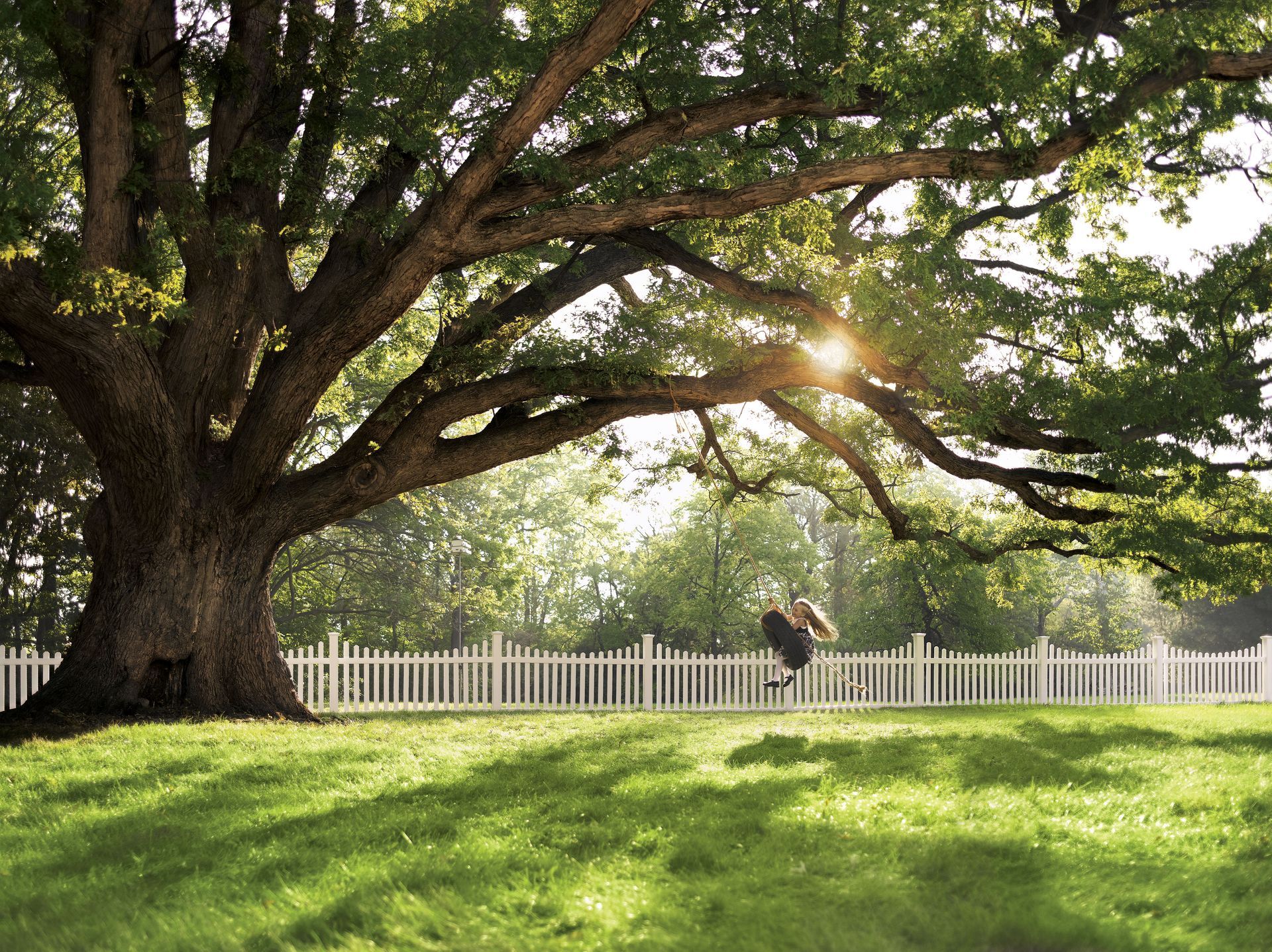 Large tree shading a sunlit park with a white fence and a person standing in the distance