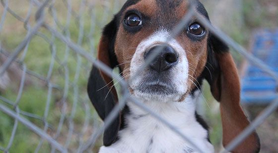 Close-up of a brown and white beagle behind a chain-link fence, looking at the camera.