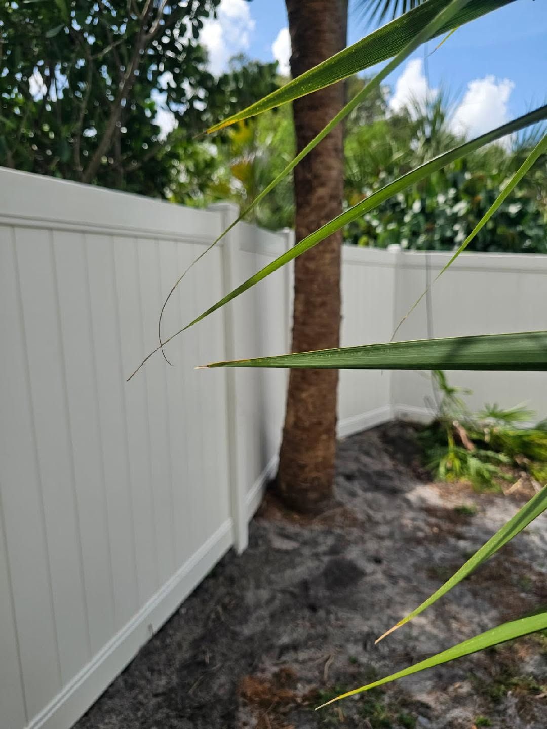 Backyard corner with a white fence, palm tree trunk, and green leaves in the foreground