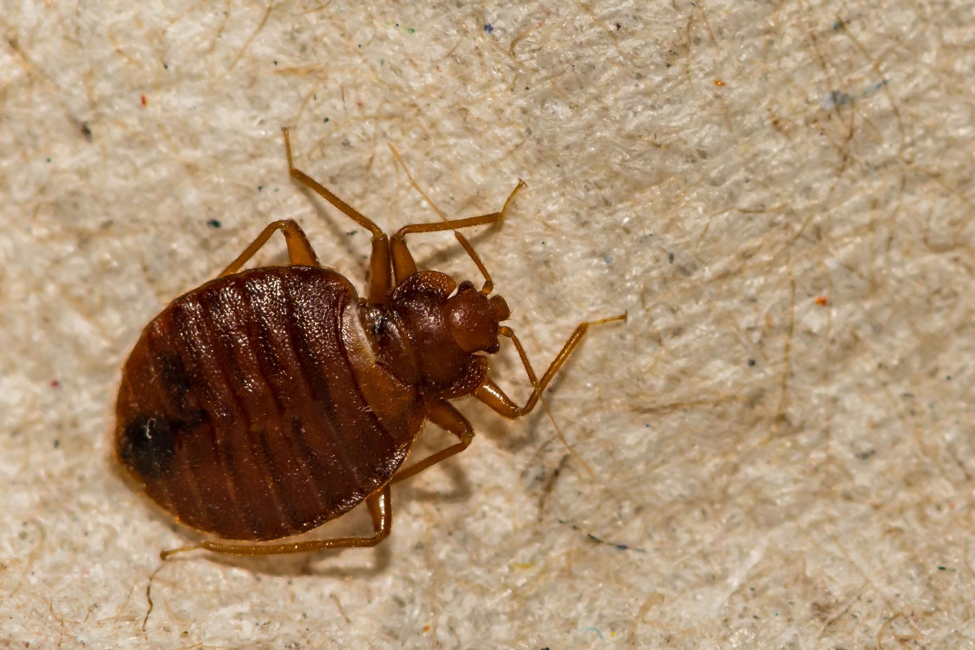 bed bug removal services