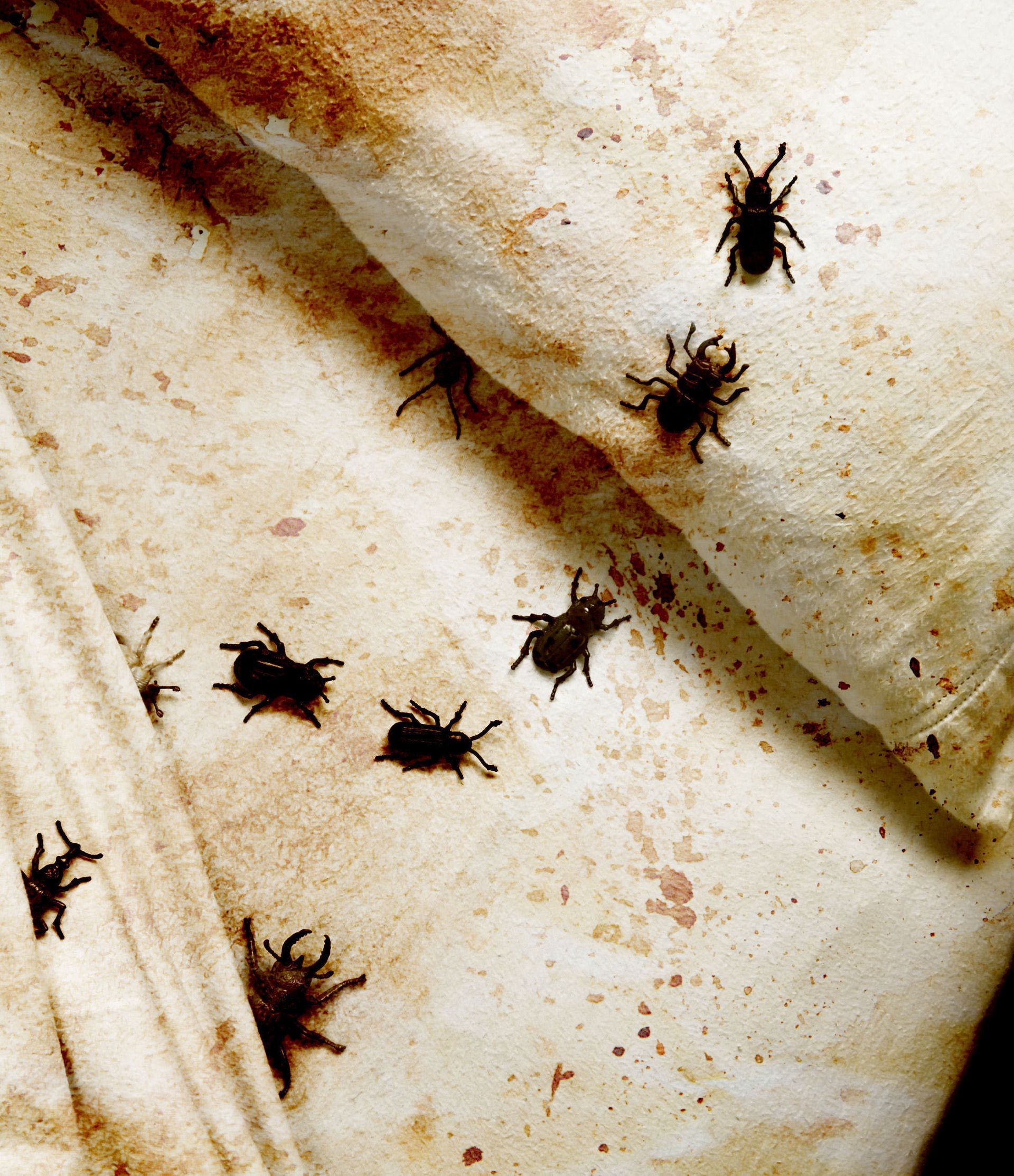 local bed bug removal service