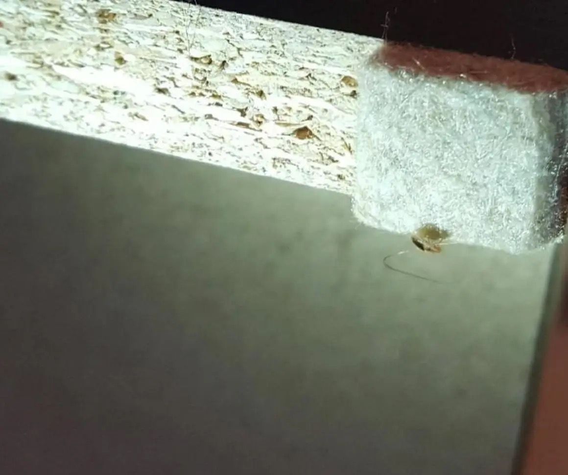 A small felt furniture pad is attached to the edge of a particle board shelf.