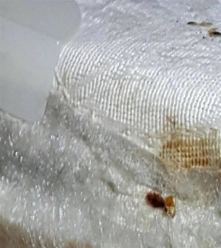A small, reddish-brown bed bug crawling on the white, textured fabric of a mattress seam.