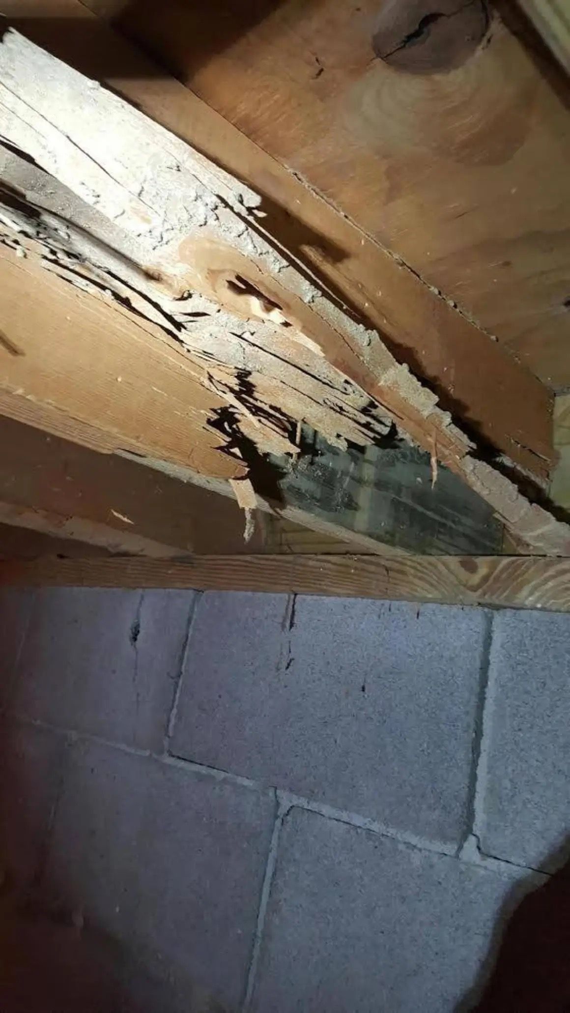 Close-up of a damaged wooden floor joist with visible splintering and dark mold growth above a concrete block wall.