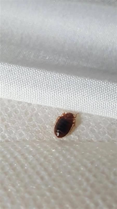 A small, reddish-brown, oval-shaped insect resting on a textured white fabric surface.