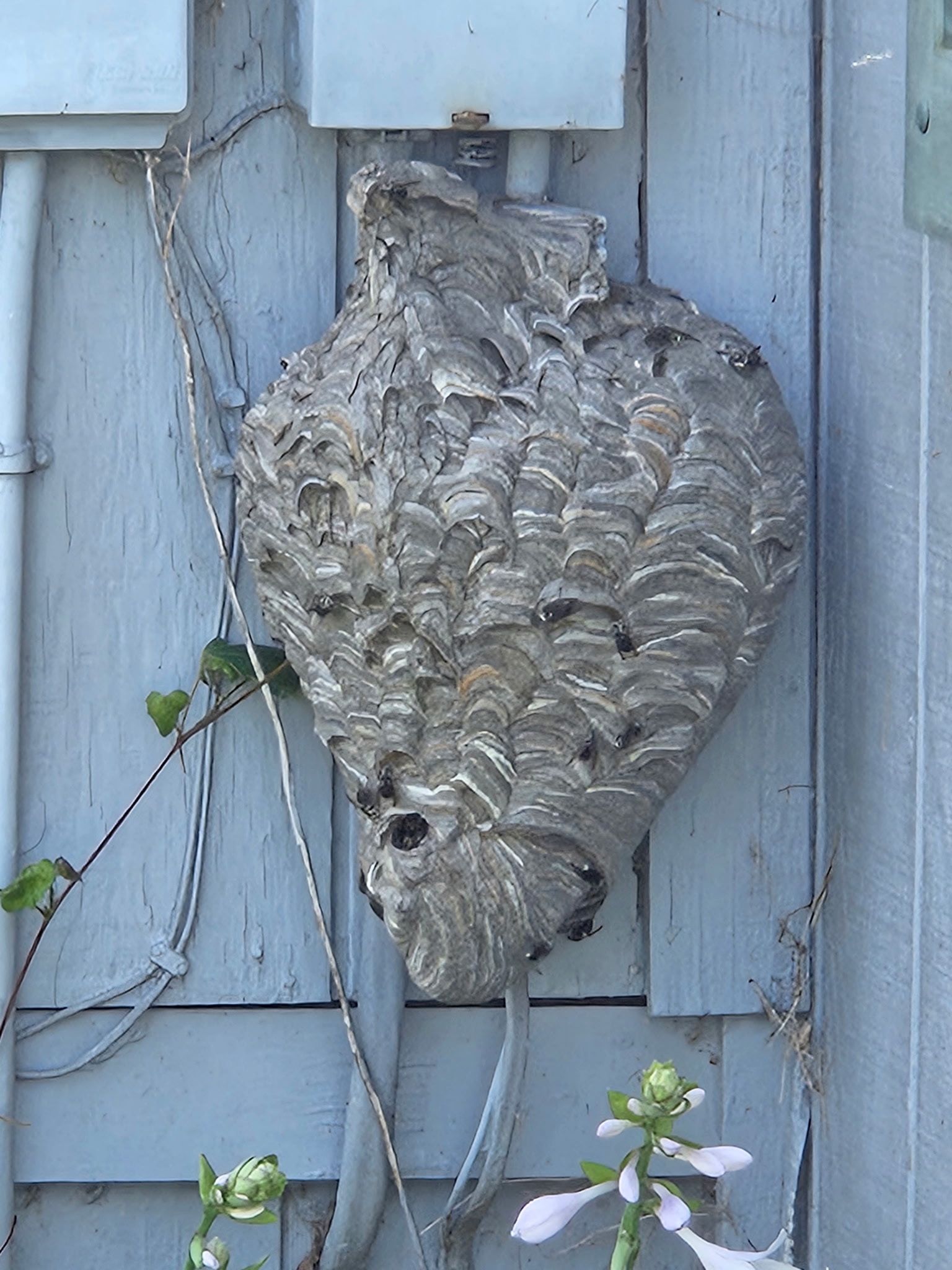 A large, gray, paper-like hornet nest attached to the side of a blue wooden building beneath an electrical conduit.