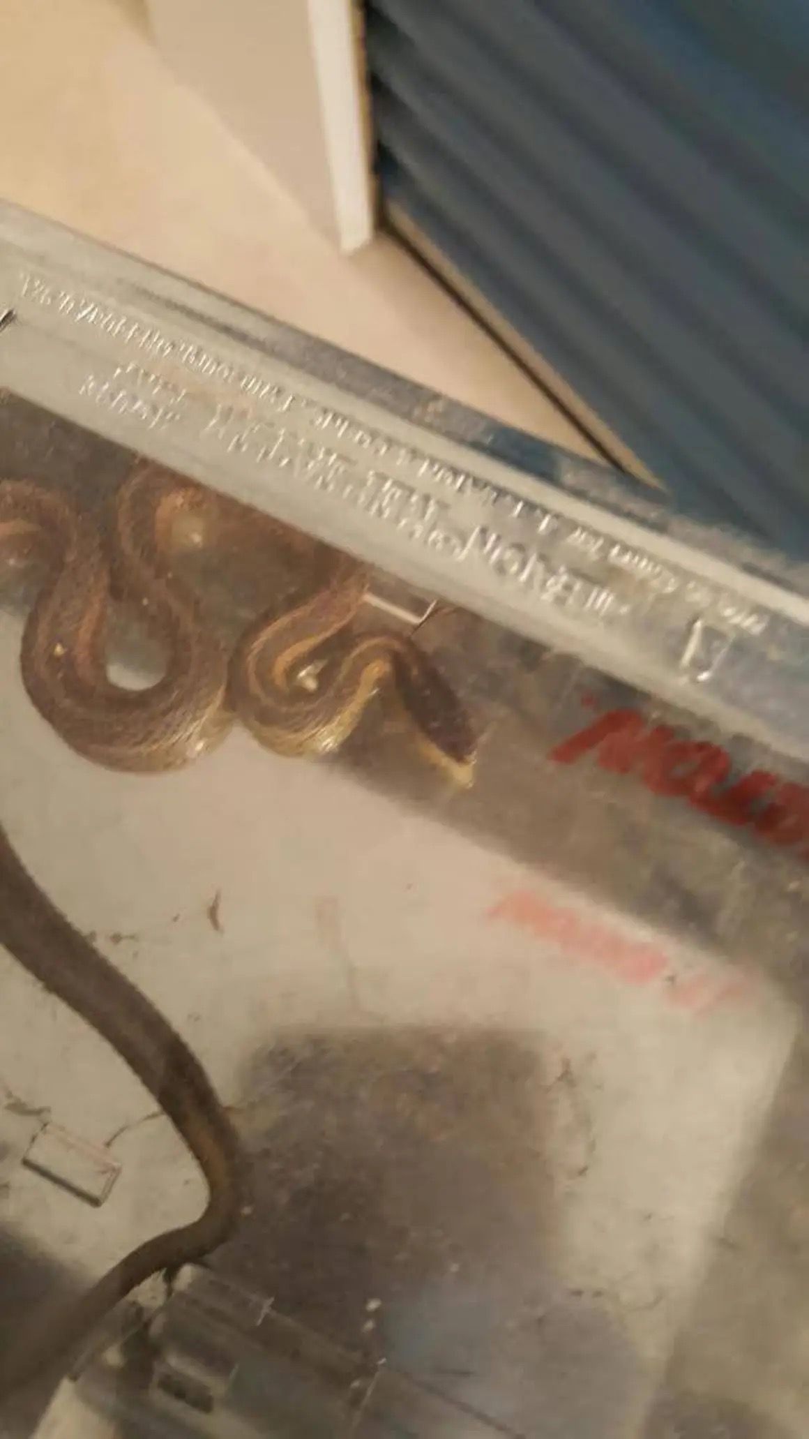A small, brown, patterned snake coiled on the clear plastic surface of a household cleaning device.