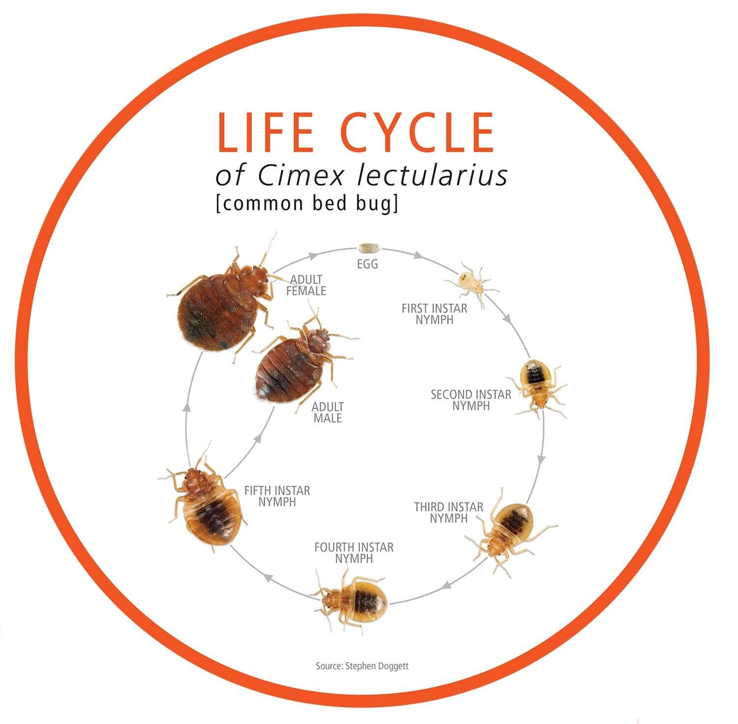 A circular diagram illustrating the life cycle of the common bed bug, showing stages from egg through five nymph instars.