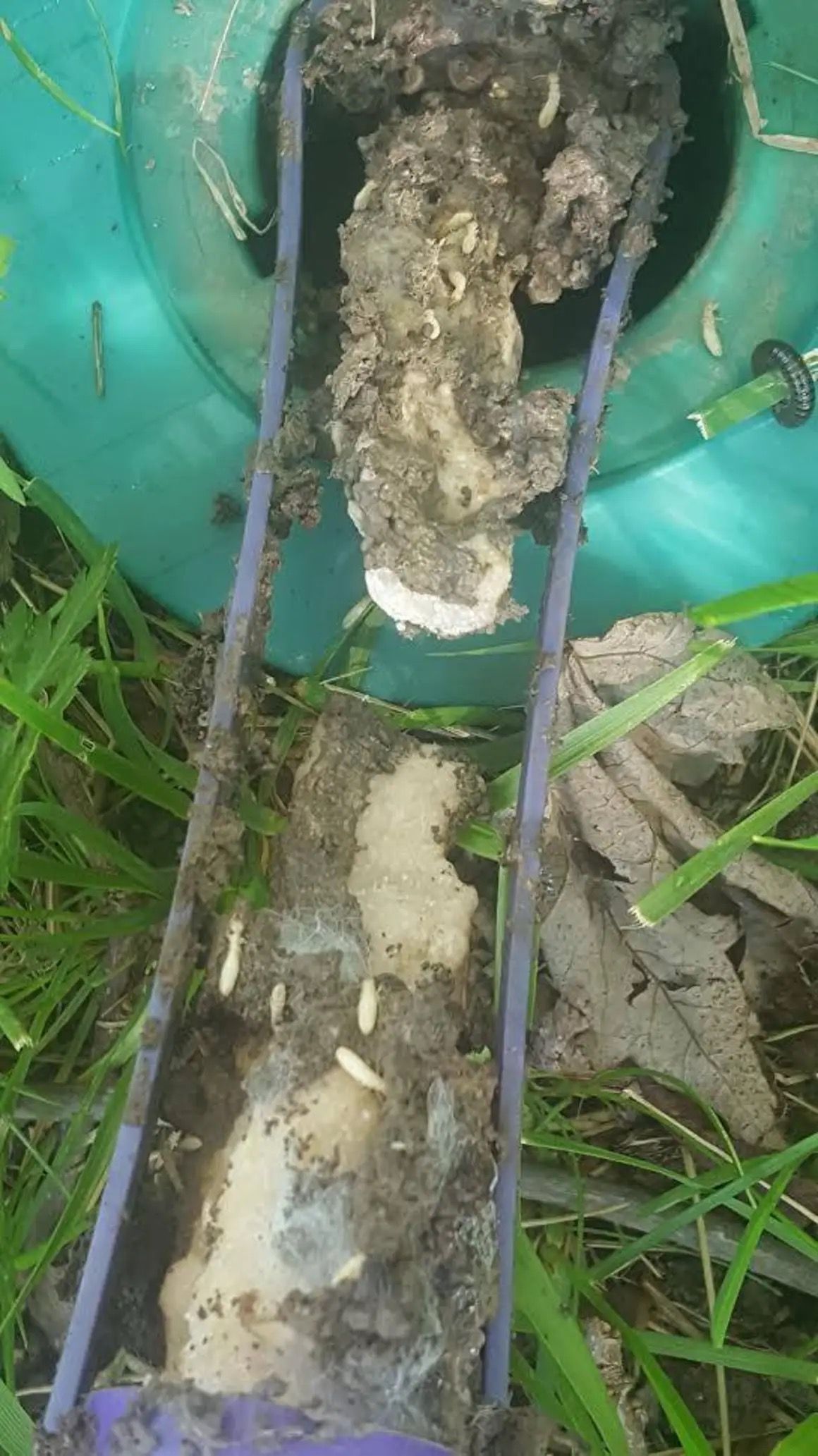 A close-up of a soil probe holding a core sample containing larvae and organic matter, set against green grass.