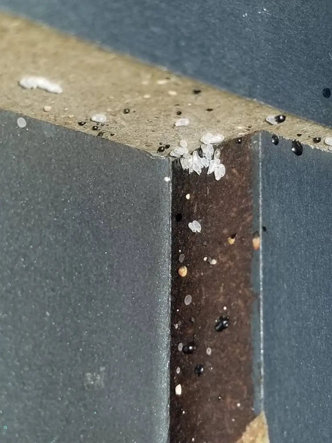 Close-up of white, crystalline particles and small black spots on the rough, dark edges of a piece of furniture.