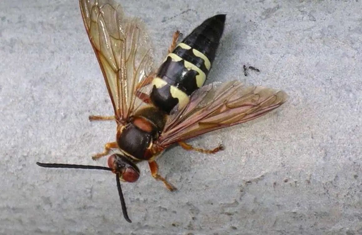 A cicada killer wasp with a dark, yellow-striped abdomen and reddish-brown head, viewed from above on a gray surface.