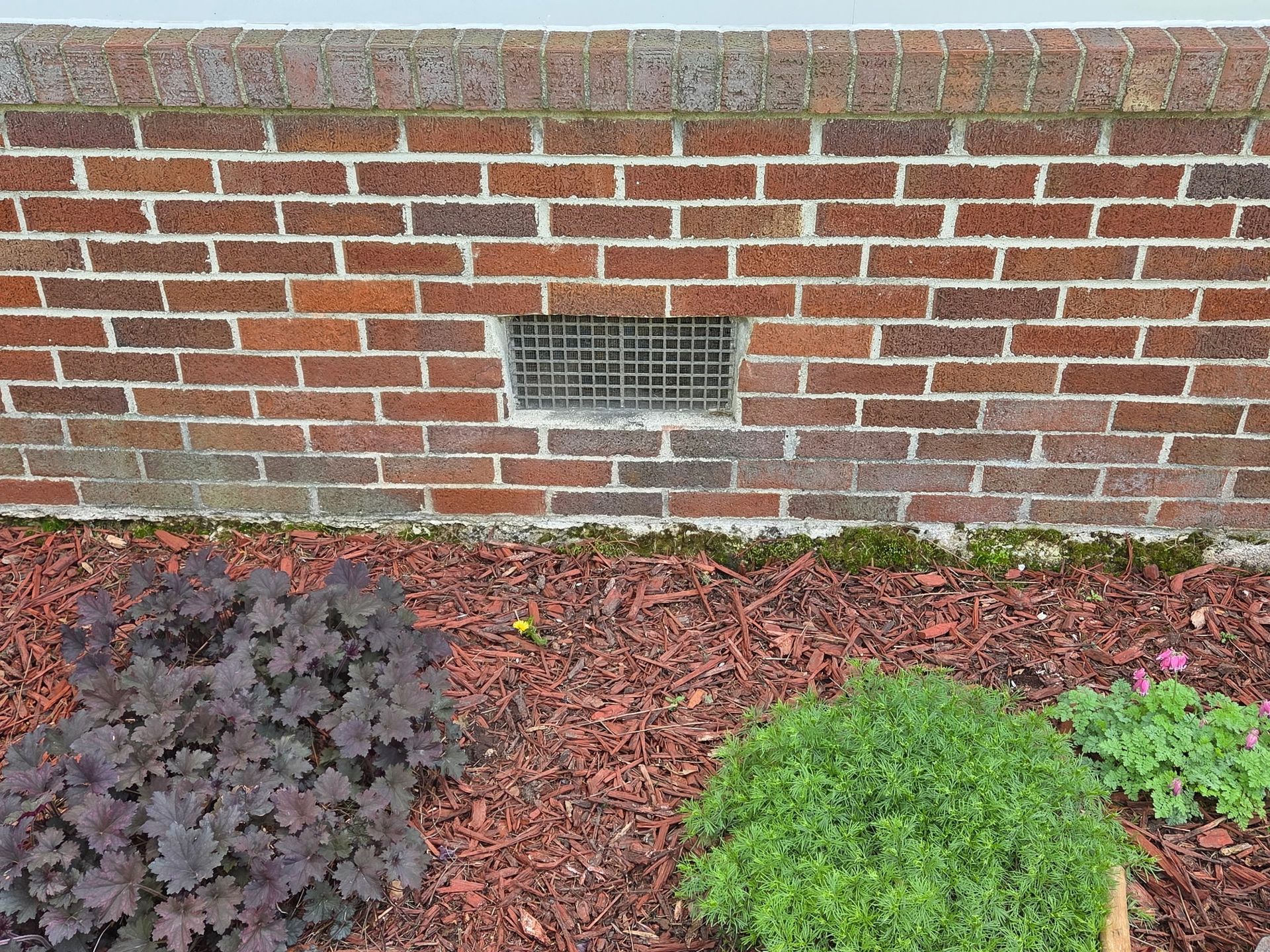 Brick wall with a small vent above mulch and low purple and green shrubs.