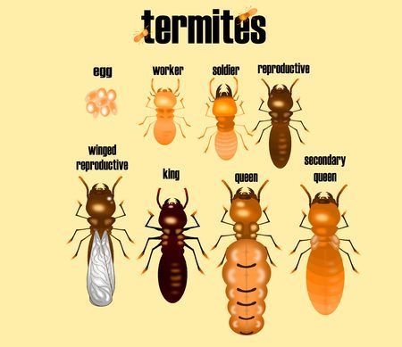 An illustrated guide to termite castes, featuring labeled diagrams of eggs, workers, soldiers, and various reproductives.